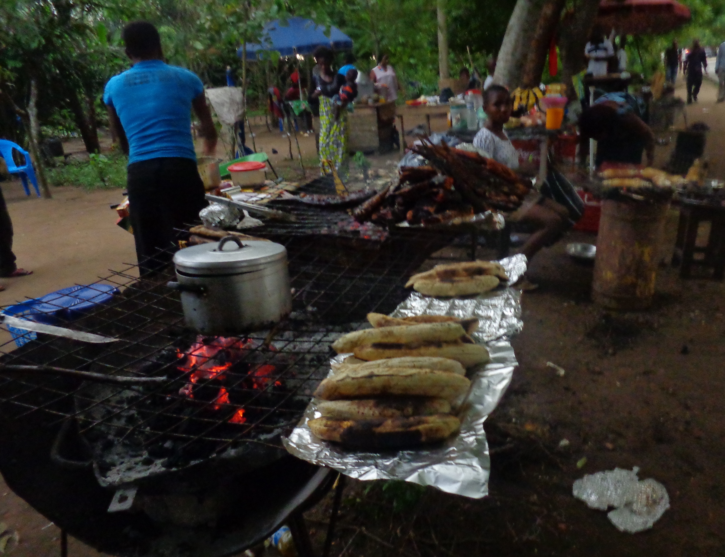 Ready to take roadside plantain.